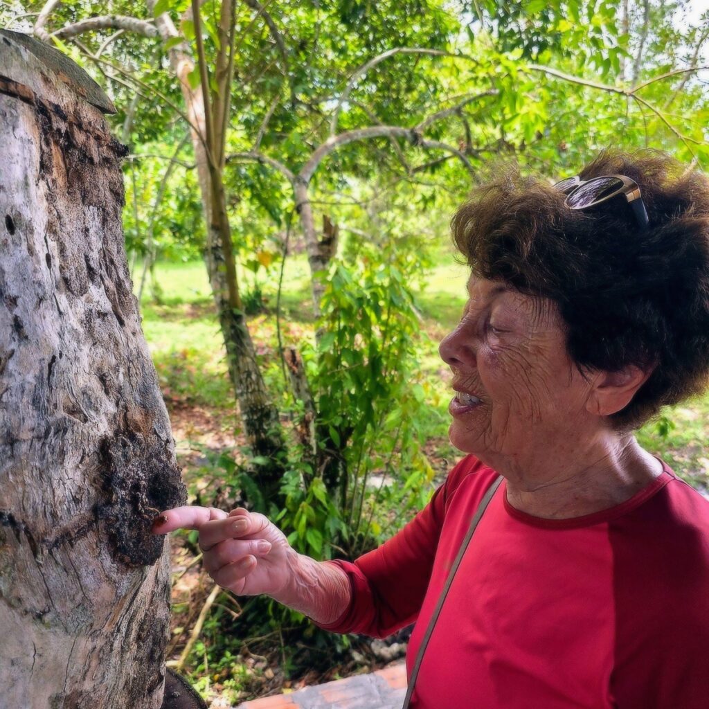 Stingless bees eating honey from Sue Greene’s finger in Peru.
